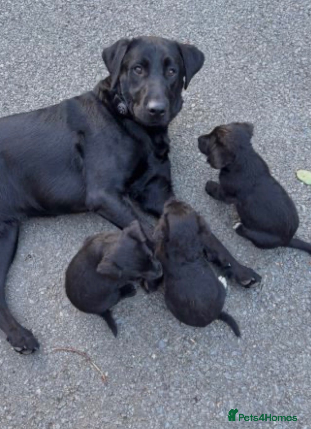 Labrador Retriever dogs Labrador retrievers  - Advert 1
