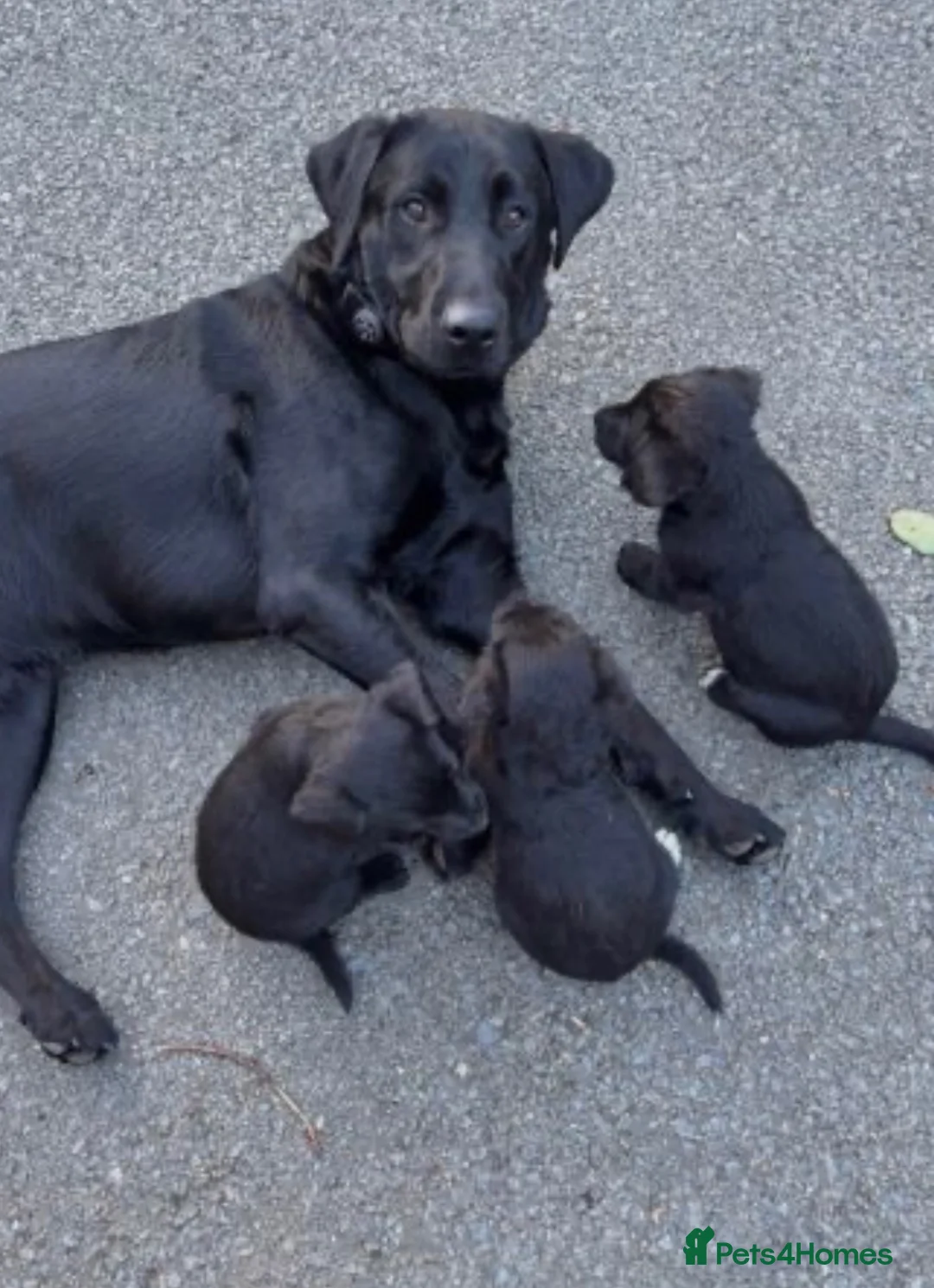Labrador Retriever dogs for sale: Labrador retrievers  - Advert 1