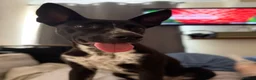 Mixed Breed dogs for sale: Coco the Belgium Mali in Stockton-on-Tees - Advert 1