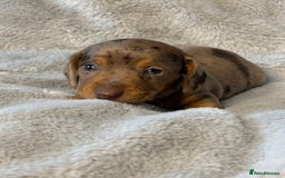 Miniature Dachshund dogs for sale: Miniature Smooth Dachshund Puppies - Image 5