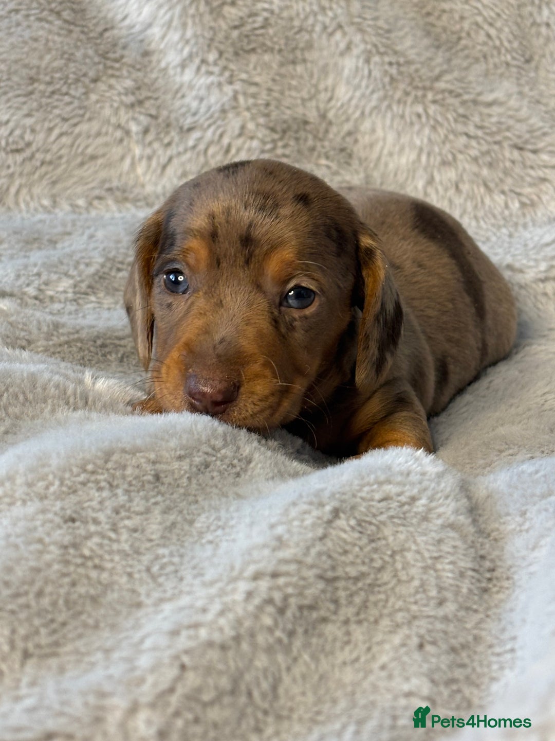 Miniature Dachshund dogs for sale: Miniature Smooth Dachshund Puppies - Image 5