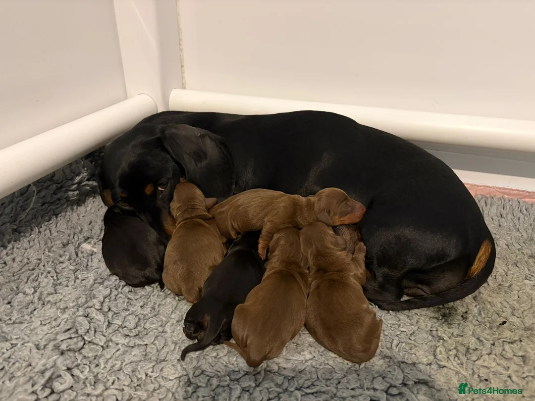 Miniature Dachshund dogs for sale: Kc reg, health tested,miniature dachshund puppies  - Advert 1