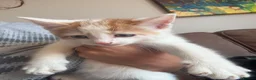 Turkish Angora cats for sale: Kittens - Advert 10