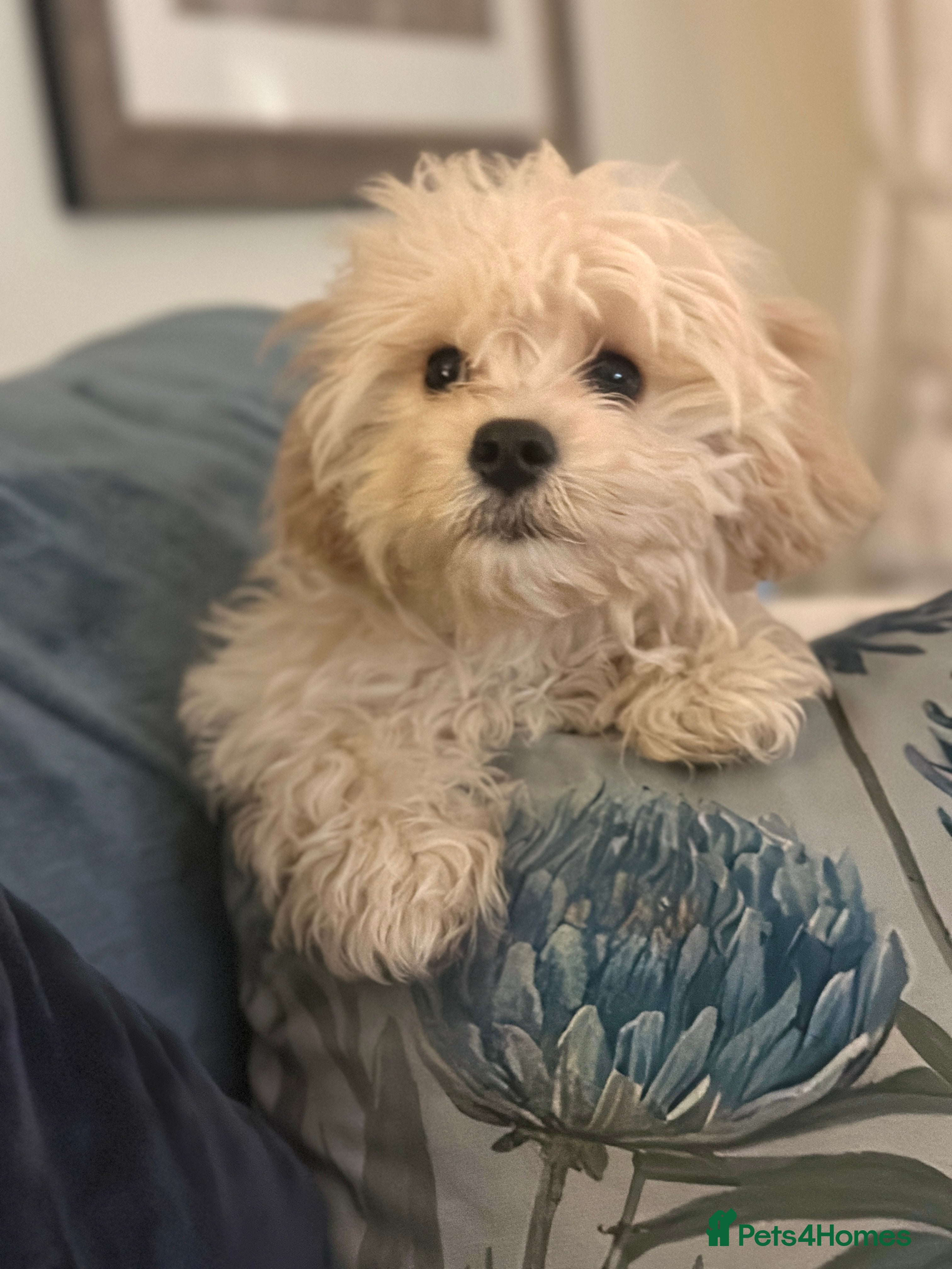Cavachon dogs Beautiful 6 month old Cavachon seeks forever home  - Advert 15