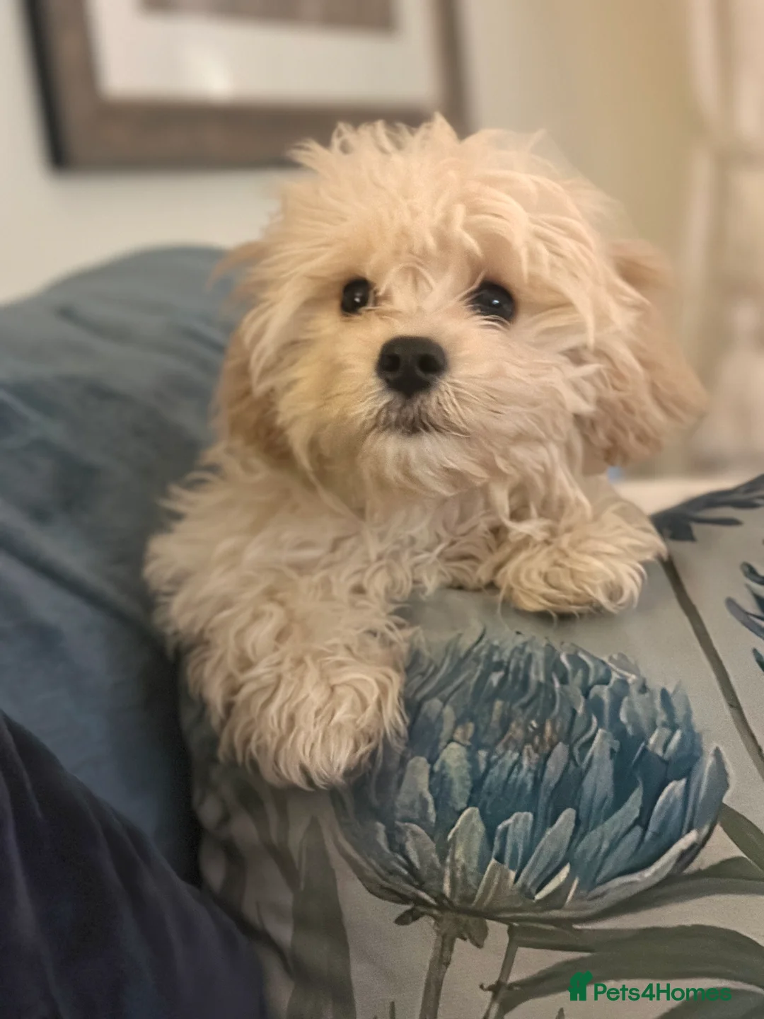 Cavachon dogs for sale: Beautiful 6 month old Cavachon seeks forever home  - Advert 1