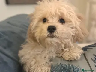 Cavachon dogs Beautiful 6 month old Cavachon seeks forever home - Advert 1