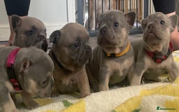 French Bulldog dogs for sale: French bulldog puppies - Image 7