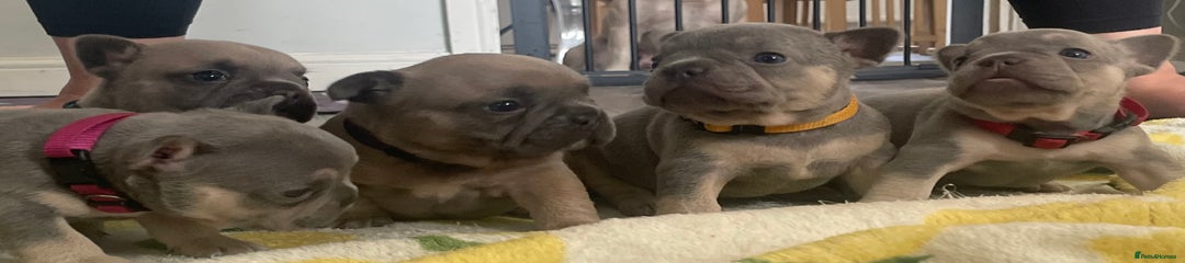French Bulldog Puppy 4