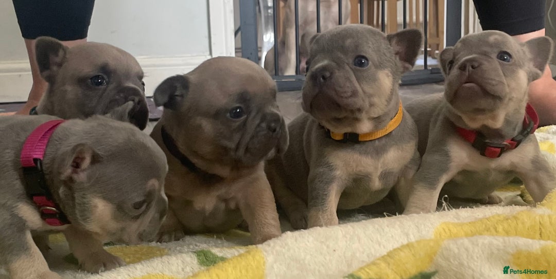 French Bulldog dogs for sale: French bulldog puppies - Image 7