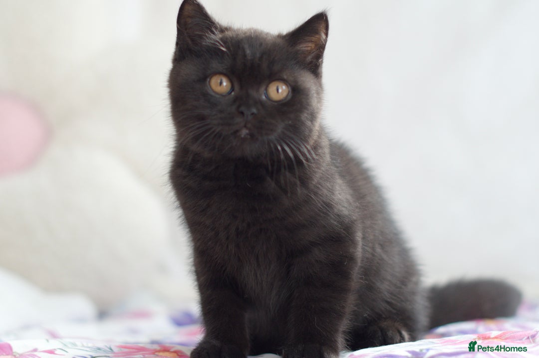 British Shorthair cats for sale: Beautiful BSH kittens 😻 - Image 5