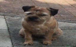 Border Terrier dogs for sale: Border Terrier bitch for sale - Image 6