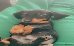 Miniature Dachshund dogs for stud: 🦖RAVENOUS REX🦖 in Worcester - Image 10