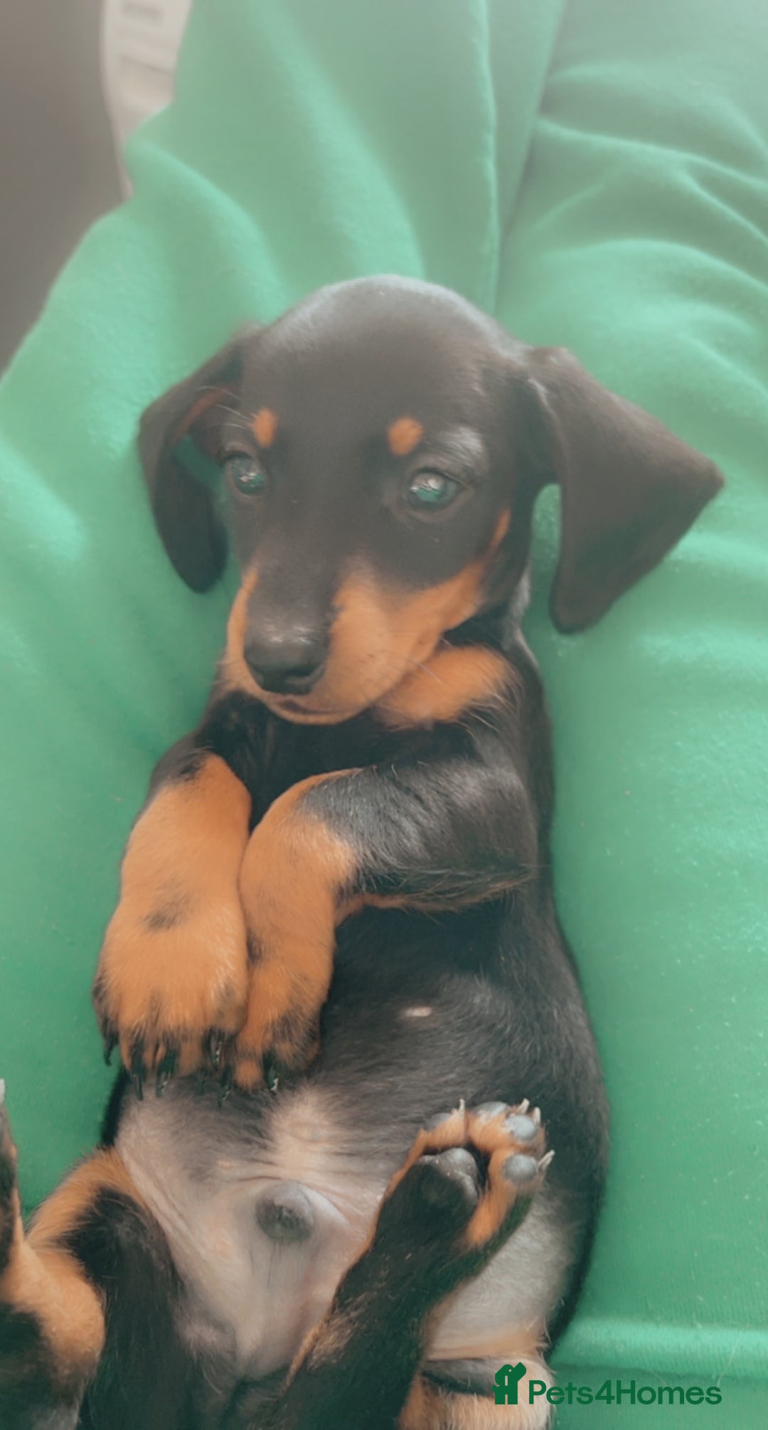Miniature Dachshund dogs for stud: 🦖RAVENOUS REX🦖 in Worcester - Image 10