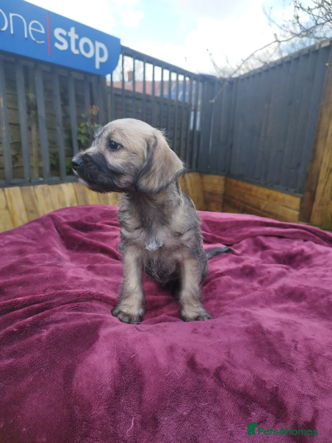 Mixed Breed dogs for sale: Chinese Crested & Mexican Hairless puppies ❤️🐈‍⬛ - Advert 8