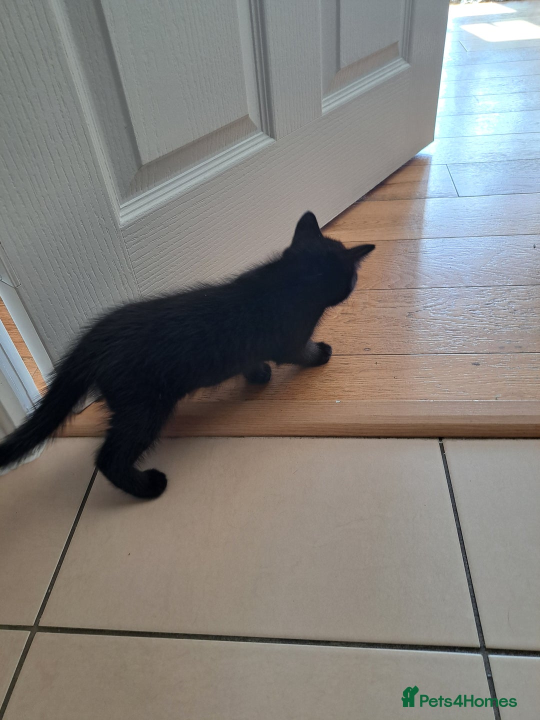 Mixed Breed cats for sale: Three playful kittens in search of forever home. - Image 8