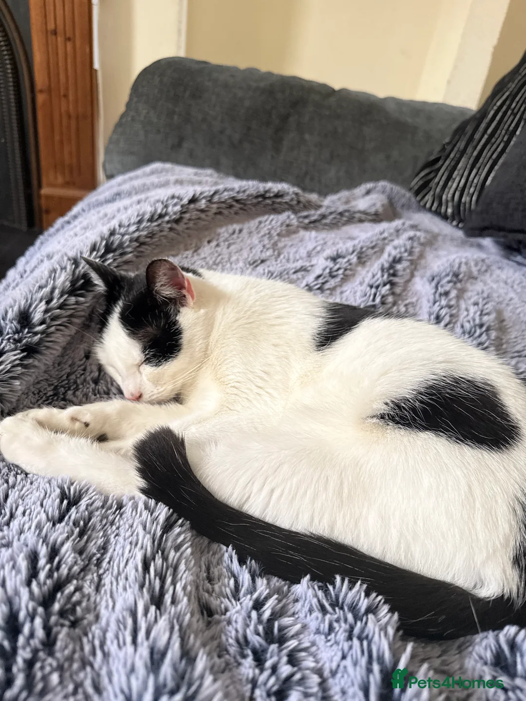 Mixed Breed cats for sale: Male Kitten  in Stockport - Advert 2