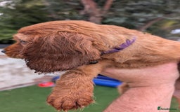 Mixed Breed dogs for sale: Cockalier puppies F1 for sale - Image 4