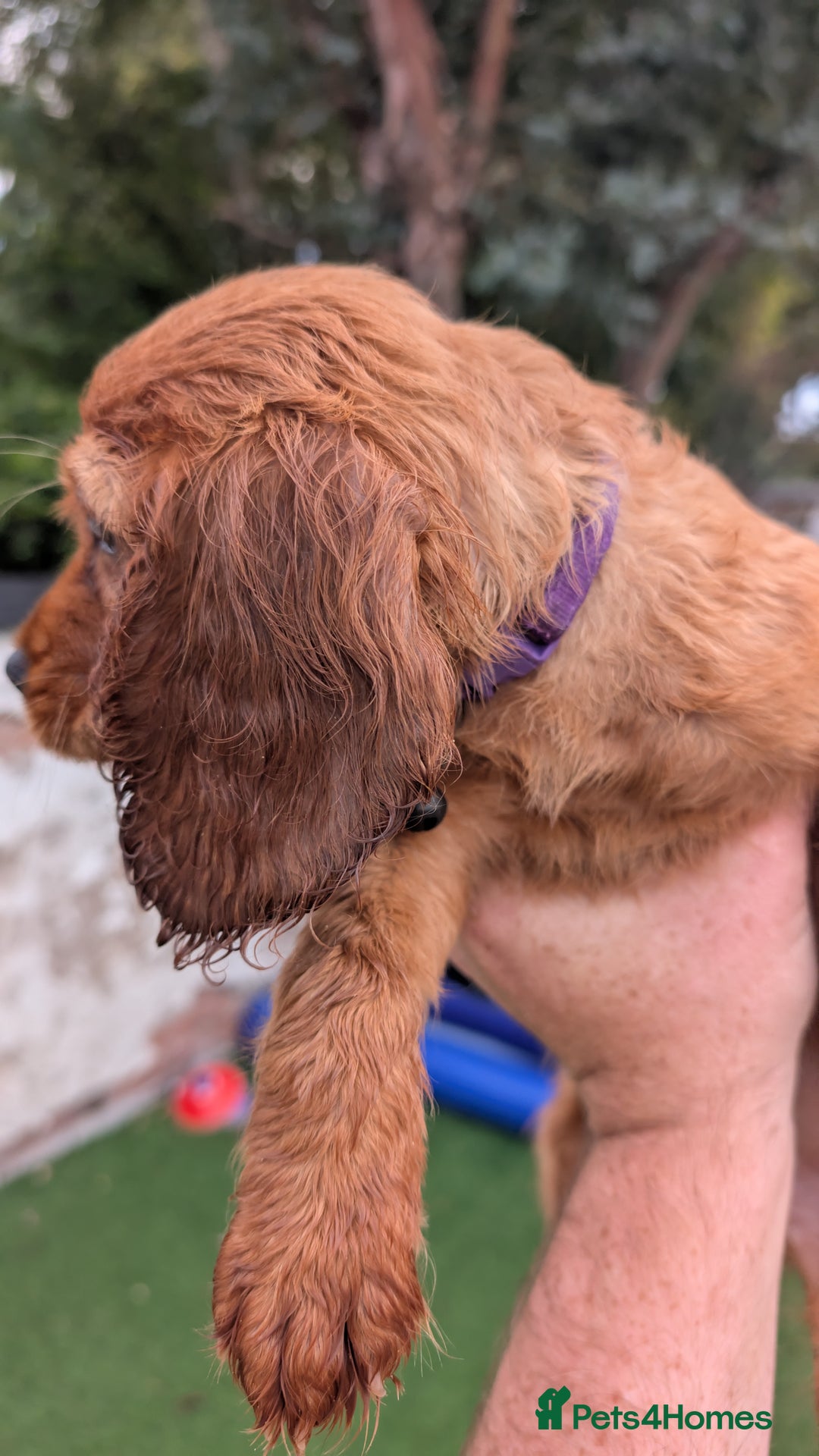 Mixed Breed dogs for sale: Cockalier puppies F1 for sale - Image 4