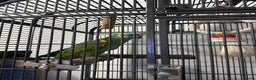 Parrots birds for sale: Blue fronted parrot for sale - Advert 1