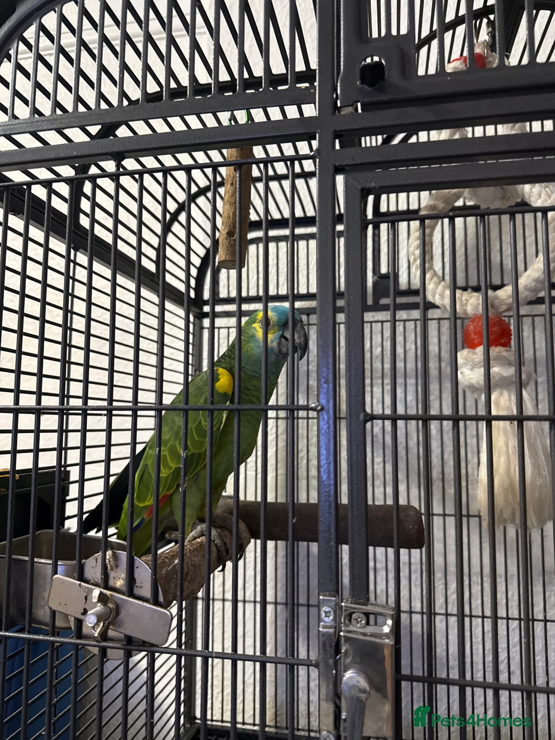 Parrots birds for sale: Blue fronted parrot for sale - Advert 1