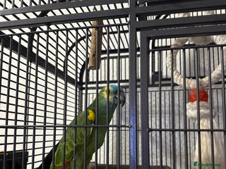 Parrots birds Blue fronted parrot for sale - Advert 3