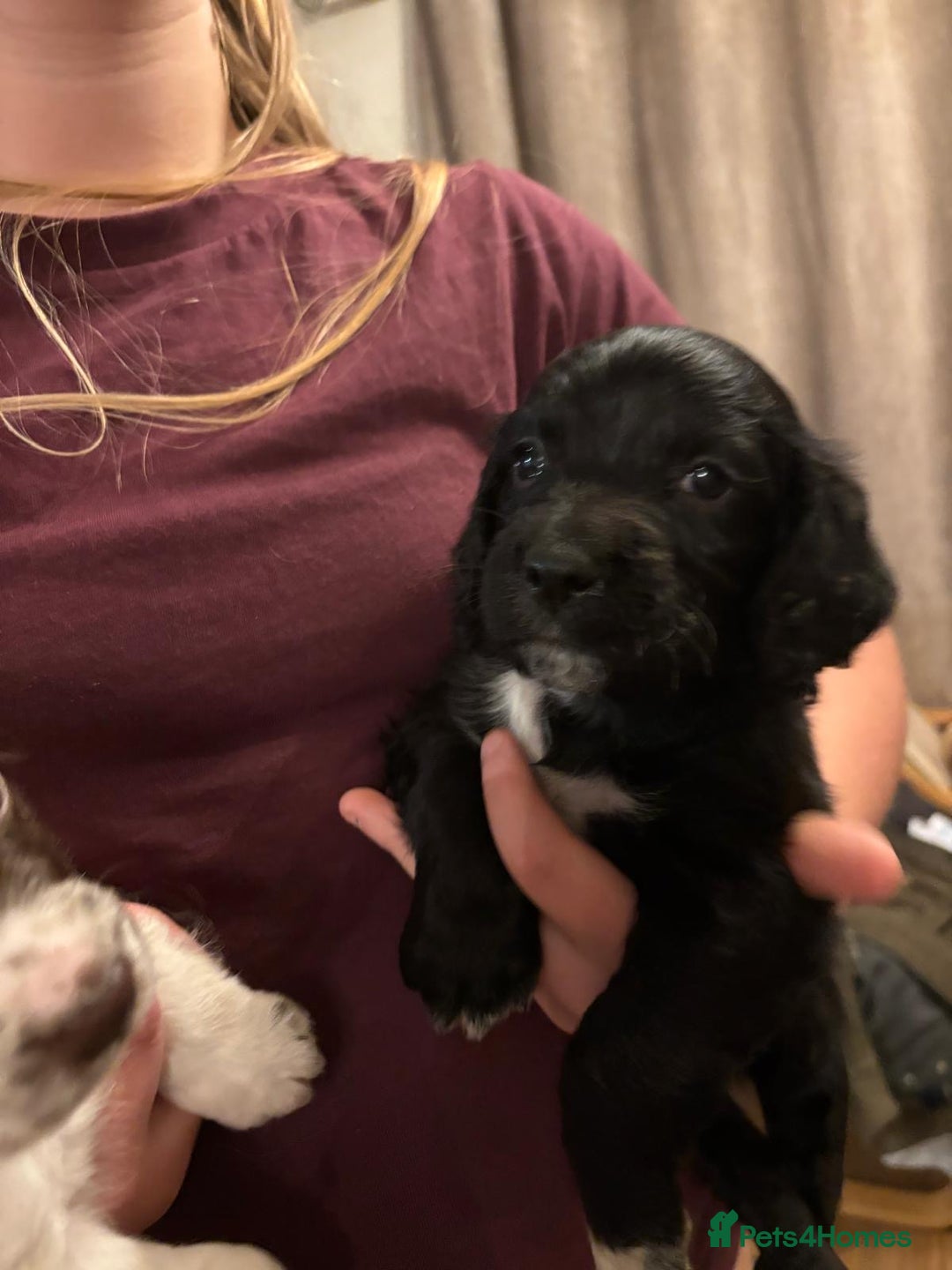 Mixed Breed dogs for sale: Flat coat retriever/spaniel x sprocker  - Advert 11