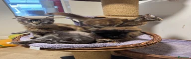 Maine Coon Kitten 5