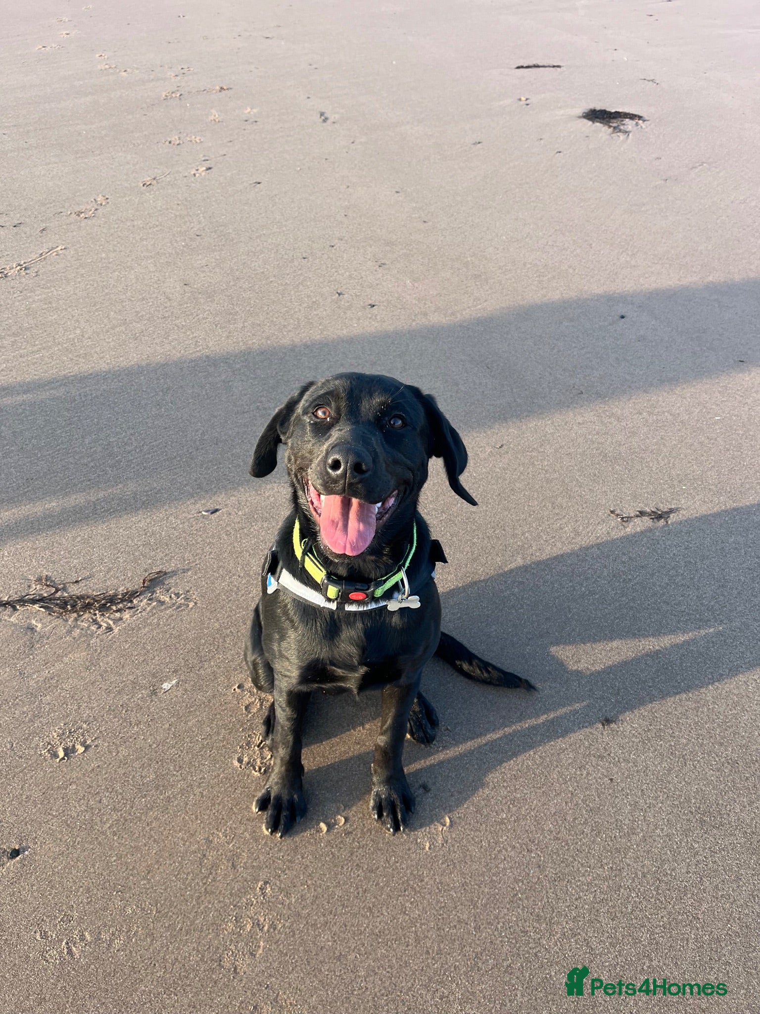 Mixed Breed dogs Labrador x Rottweiler - Advert 11