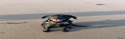 Mixed Breed dogs for sale: Labrador x Rottweiler in Millom - Advert 1