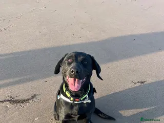 Mixed Breed dogs Labrador x Rottweiler - Advert 4
