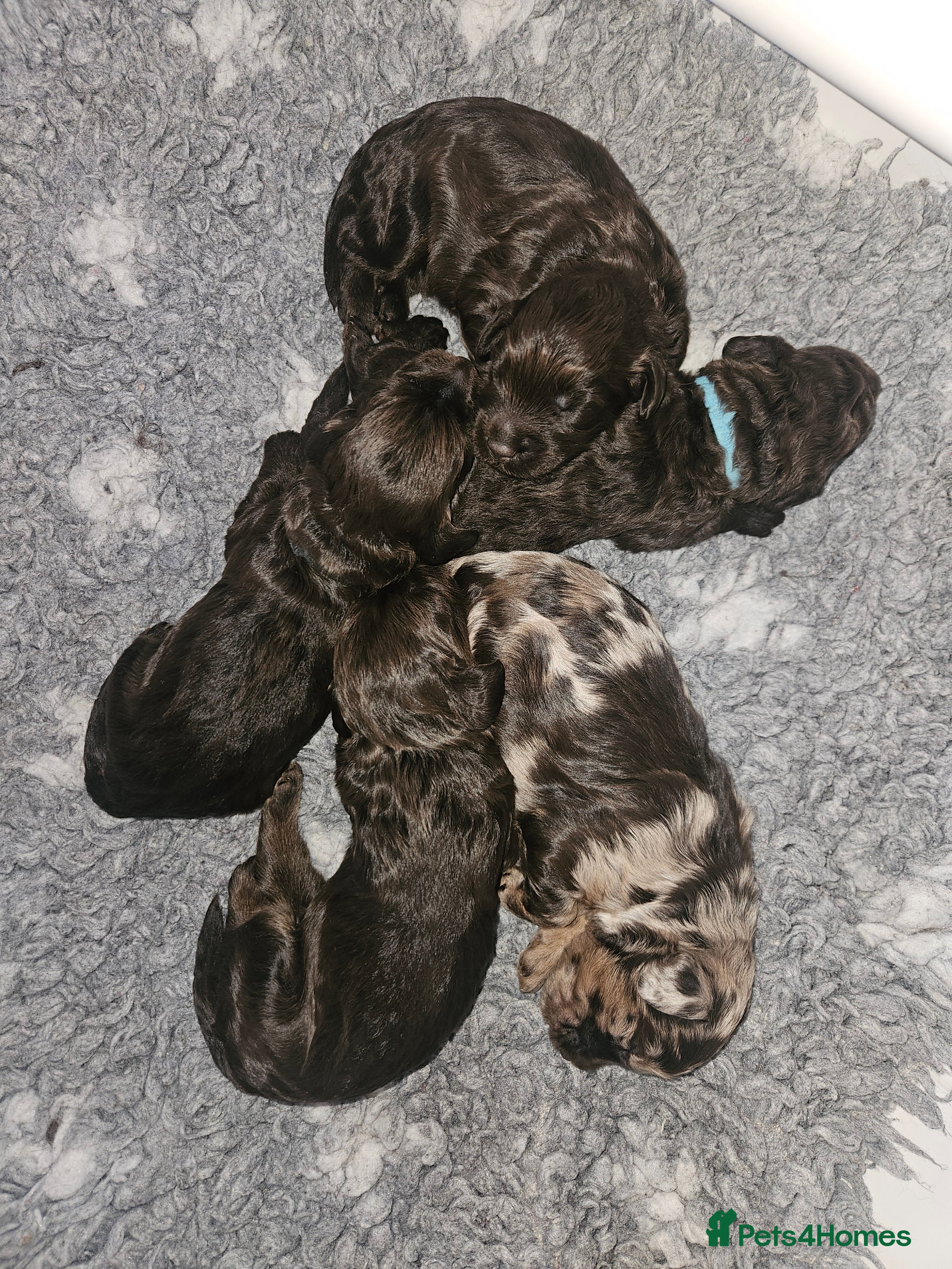 Cockapoo dogs F1b Toy Chocolate/Chocolate and Tan Cockapoo's  - Advert 9