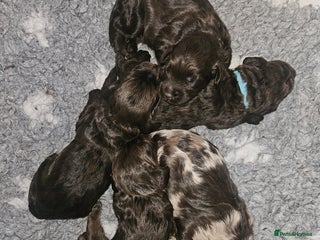 Cockapoo dogs F1b Toy Chocolate/Chocolate and Tan Cockapoo's - Advert 9