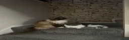 Domestic Shorthair cats for sale: Ragdoll and shorthair Cat for rehoming - Advert 12