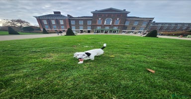 Dachshund dogs - Advert 15