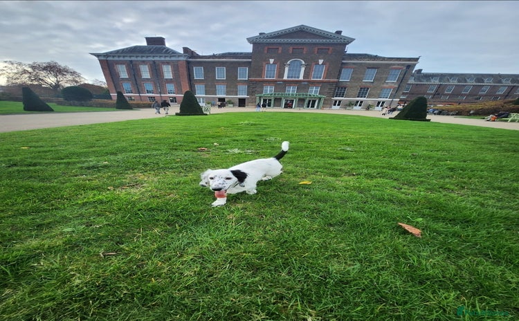 Dachshund dogs SALE of Dachshund Puppies  - Advert 11