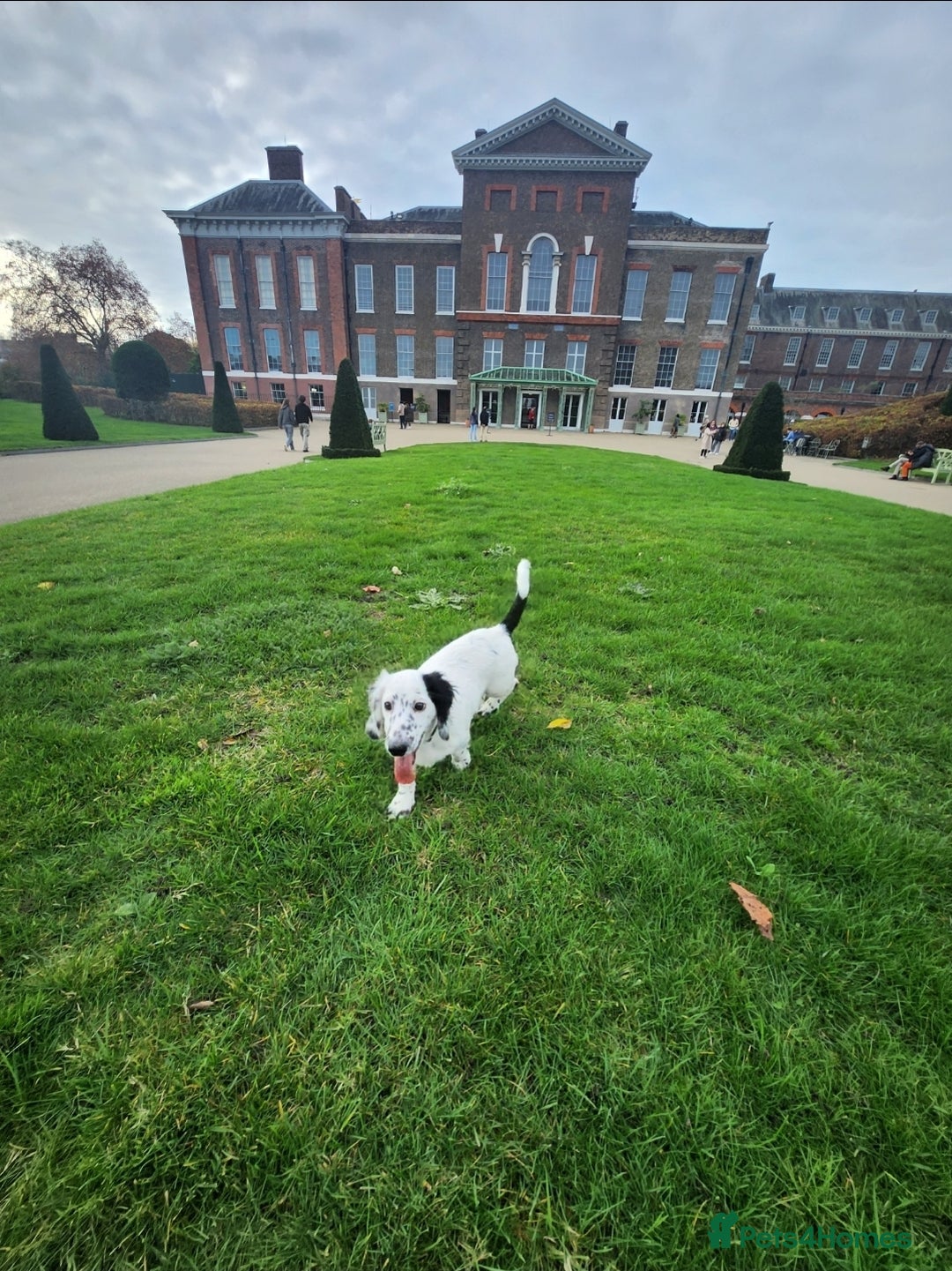 Dachshund dogs for sale:  **  sale of rear Dachshund Puppies  - Advert 4