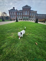 Dachshund dogs - Advert 11