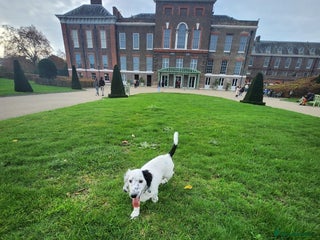 Dachshund dogs Sale of rear Dachshund Puppies - Advert 5