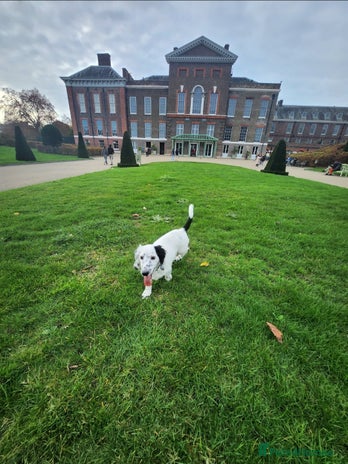 Dachshund dogs SALE of Dachshund Puppies - Advert 11