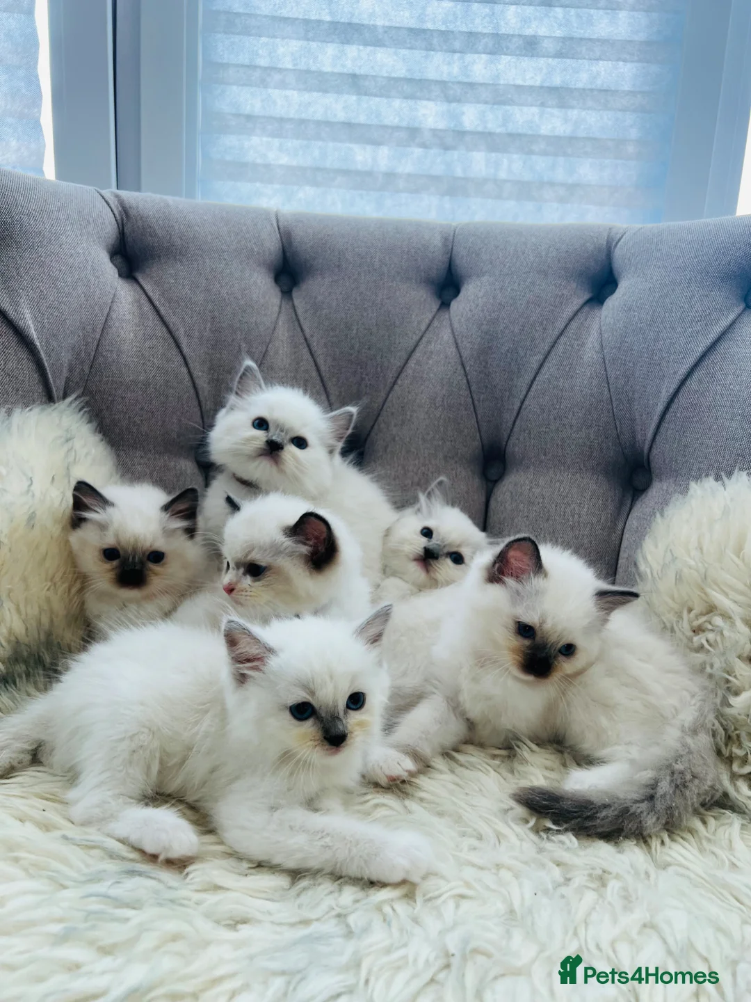 Ragdoll cats for sale: Ragdoll pure breed kittens!!! - Advert 1