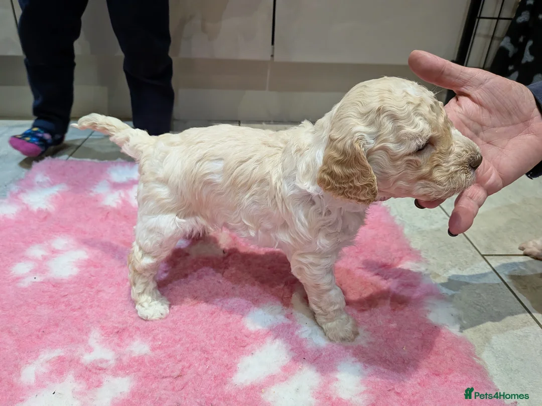 Lagotto Romagnolo dogs for sale: Lagotto Romagnolo puppies , a rarity !  - Advert 6