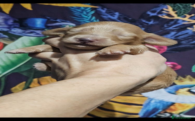 Miniature Dachshund dogs - Advert 5