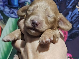 Miniature Dachshund dogs for sale - Advert 3