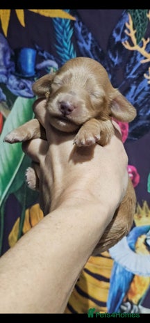 Miniature Dachshund dogs - Advert 5