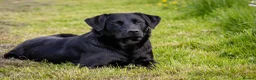 Labrador Retriever dogs for sale: Puppy Culture Raised 🐶 Health Tested - Advert 10