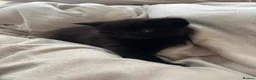 Mixed Breed cats for sale: Beautiful Kittens Ready for Loving Homes - Advert 10