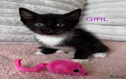 Ragdoll cats for sale: X Ragdoll kittens - Image 4