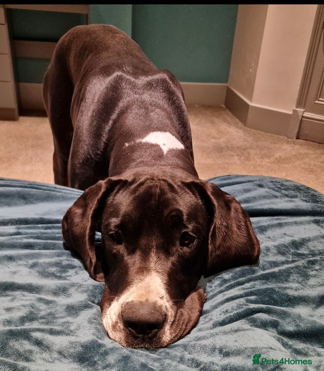 Great Dane dogs for sale: Incredible 3 year old bitch needs new home - Image 4