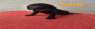 Springador 3