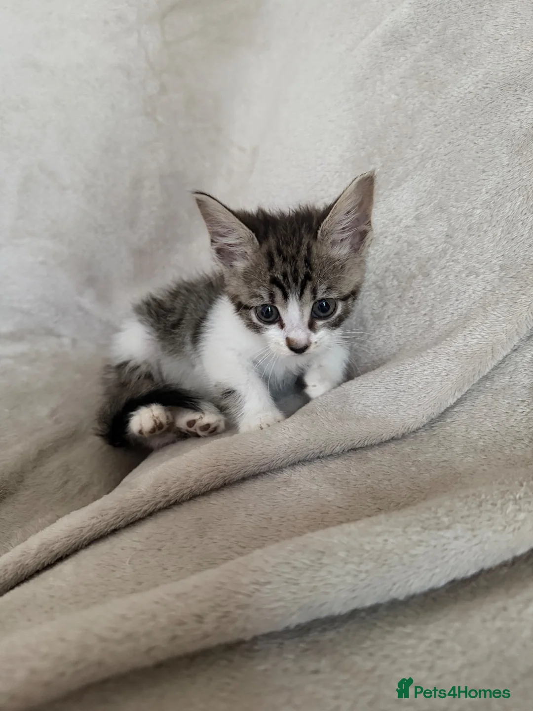 Mixed Breed cats for sale: 5 kittens for sale  in Southend-on-Sea - Advert 2